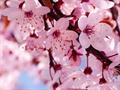 گیلاس
